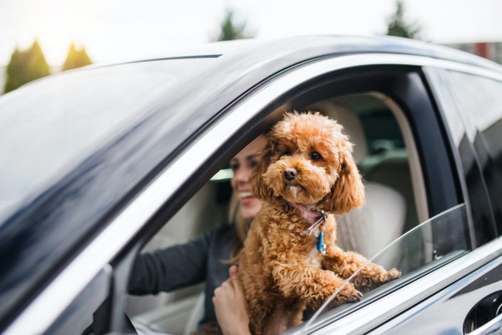 young-woman-driver-with-a-dog-sitting-in-car-driving–1536×1024 young-woman-driver-with-a-dog-sitting-in-car-driving--1536x1024